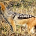 09 Hwange national park (240)