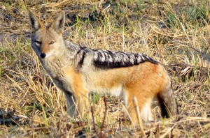 09 Hwange national park (241)