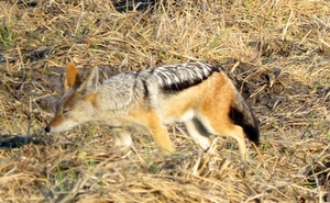 09 Hwange national park (242)