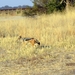 09 Hwange national park (243)