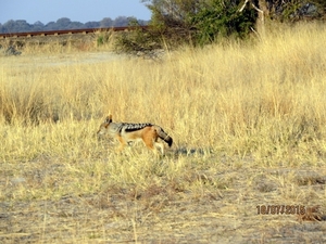 09 Hwange national park (243)