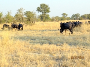 09 Hwange national park (244)