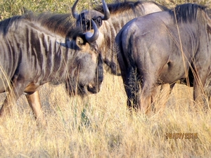 09 Hwange national park (245)