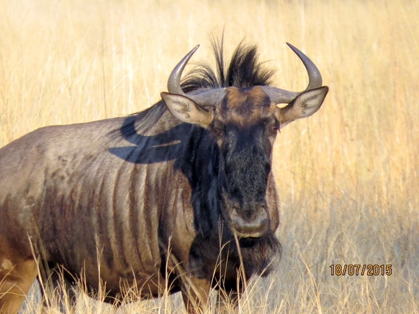 09 Hwange national park (246)