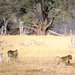 09 Hwange national park (247)