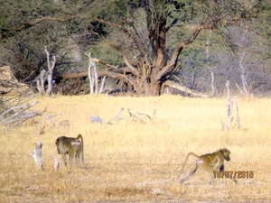 09 Hwange national park (247)