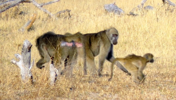 09 Hwange national park (248)