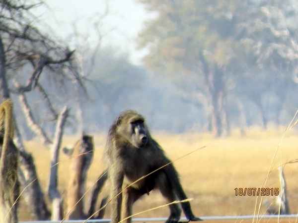 09 Hwange national park (251)