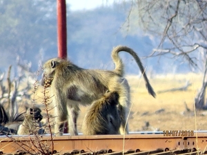 09 Hwange national park (252)