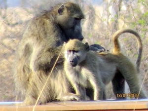 09 Hwange national park (253)