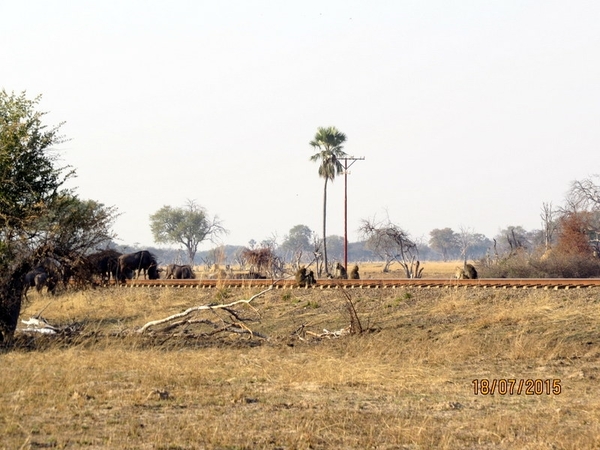 09 Hwange national park (254)
