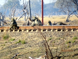 09 Hwange national park (255)