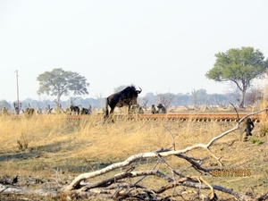 09 Hwange national park (256)