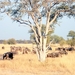 09 Hwange national park (257)