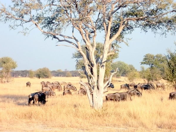 09 Hwange national park (257)