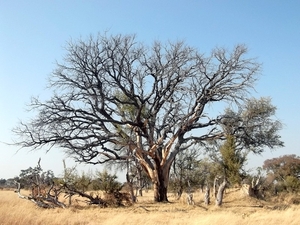 09 Hwange national park (259)