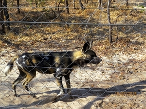 09 Hwange national park (267)