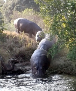 10 Victoria falls Zimbabwe (66)