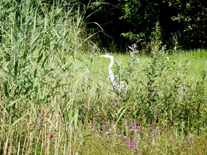 23- Een reiger in het riet...