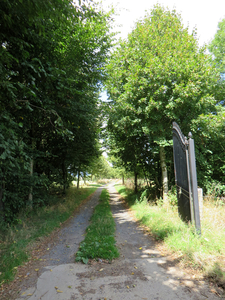 Lindebomen