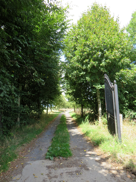 Lindebomen