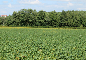 Bieten, nog lager