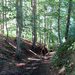 In het bos