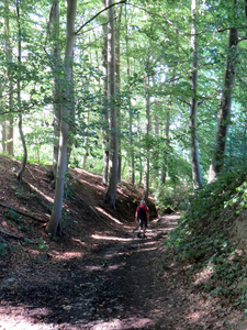 In het bos