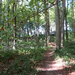 Het bos