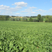 Bieten