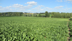 Bieten