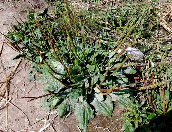 44-Grote    Weegbree...