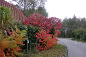 Berlaar 19 October 2008 029