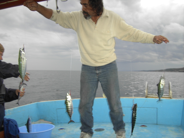 Palamutlar Agvadan Sileyi goremediler ....!