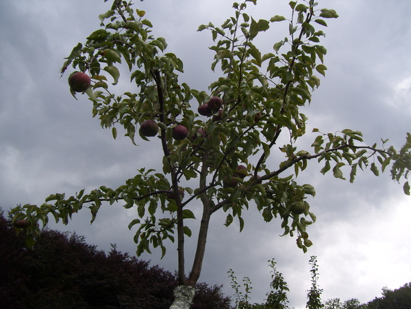 Herfstwandeling in vrijbroekpark - 3 september 2015