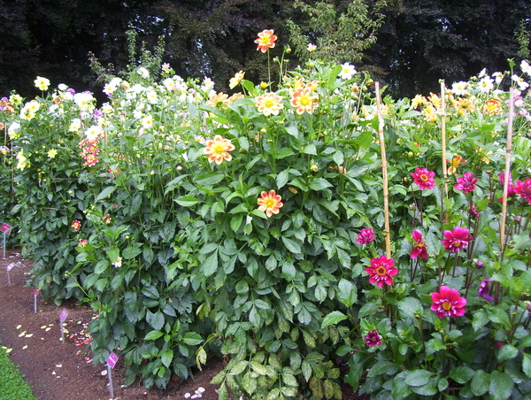 Herfstwandeling in vrijbroekpark - 3 september 2015