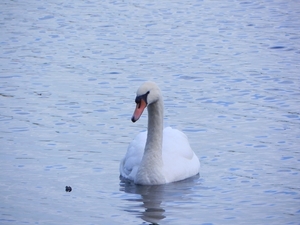 Vittefleur - Lac de Caniel