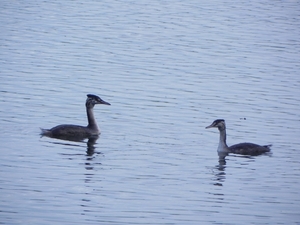 Vittefleur - Lac de Caniel