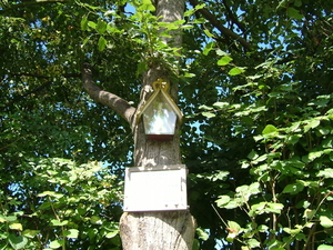 W Trunk