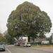 N Plant Linde