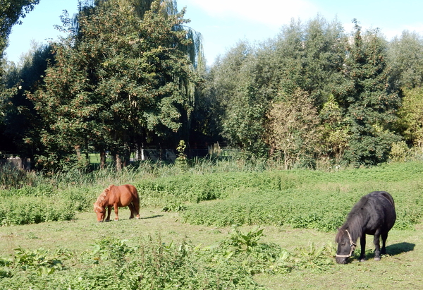 19-DSCN0707