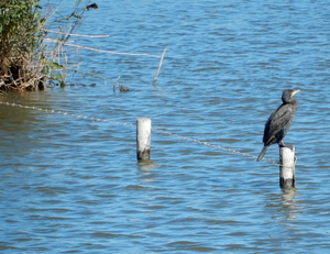 21-een Aalscholver...