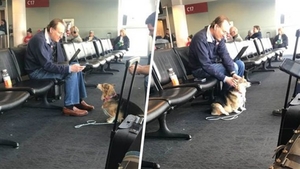 hondje