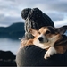 hondje2