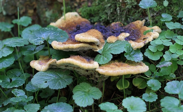Dennenvoetzwam - Phaeolus schweinitzii