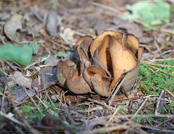 Donker hazenoor  - Otidea bufonia