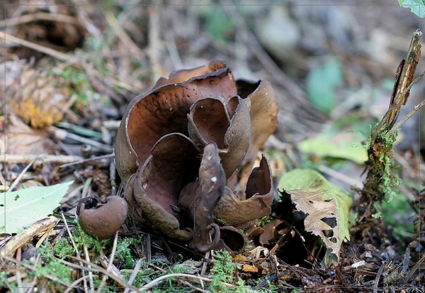 Donker hazenoor  - Otidea bufonia