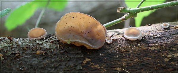 Echt judasoor - Hirneola auricula-judae