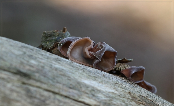 Echt judasoor - Hirneola auricula-judae