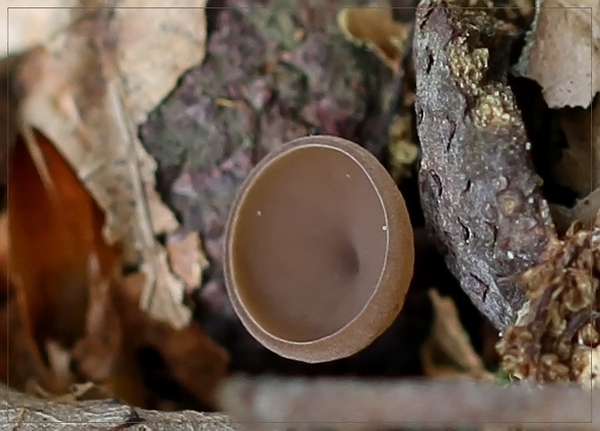 Eikelbekertje - Ciboria pseudotuberosa